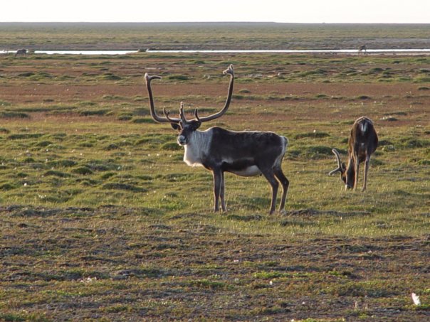 A&B Interpreting and Trans