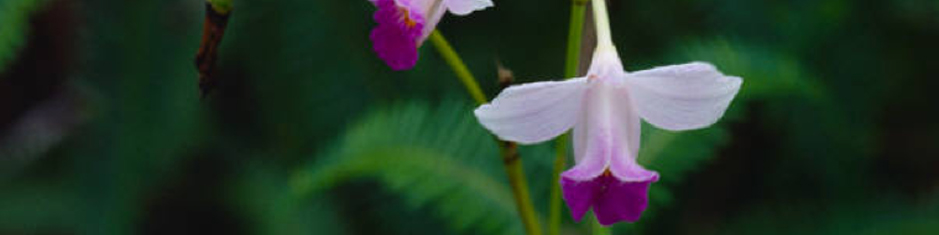 Thrive for Change Child an