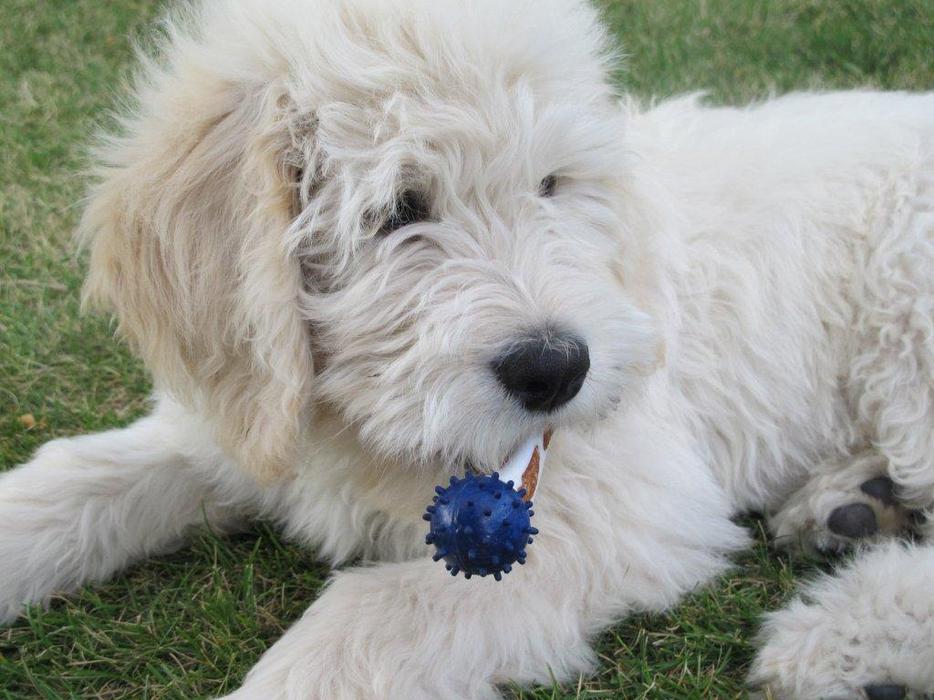 Parkridge Goldendoodles