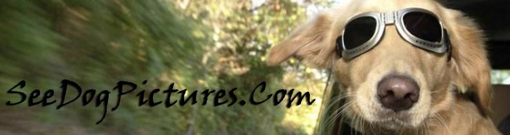 Dog names with meanings