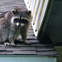 Pro Wildlife Niagara