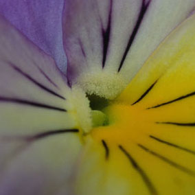 Enlargement Solution