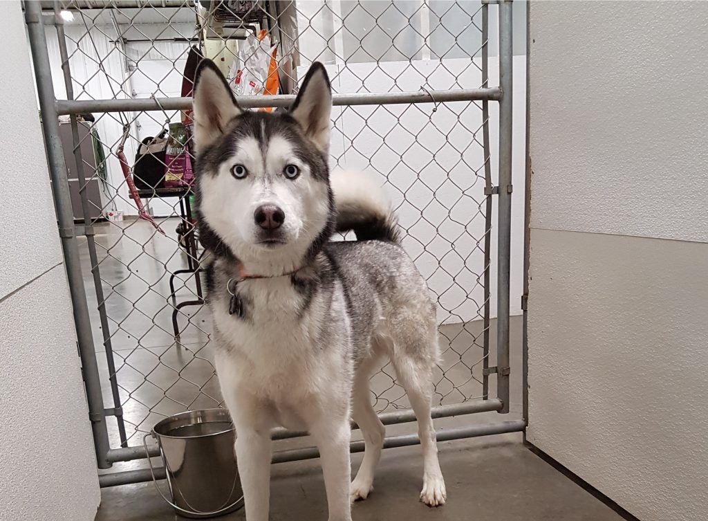 Sturgeon County Kennels