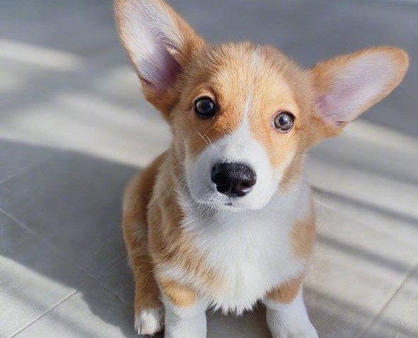 ZheJiang YuQiao Elec