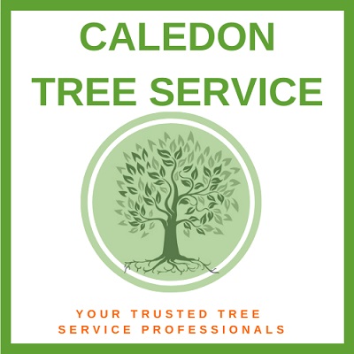 CLC Tree Services