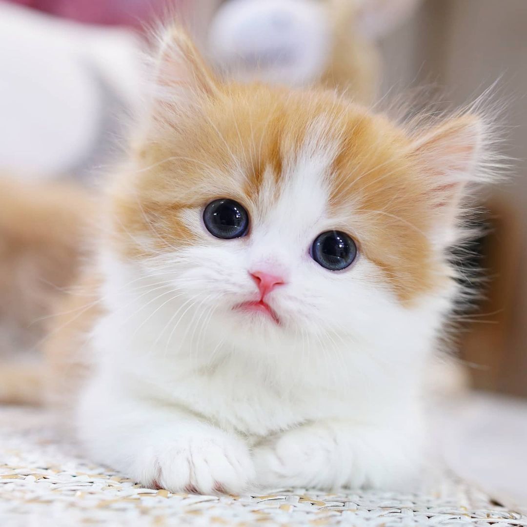 Munchkin kitten home