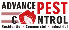 Bed bug control surrey