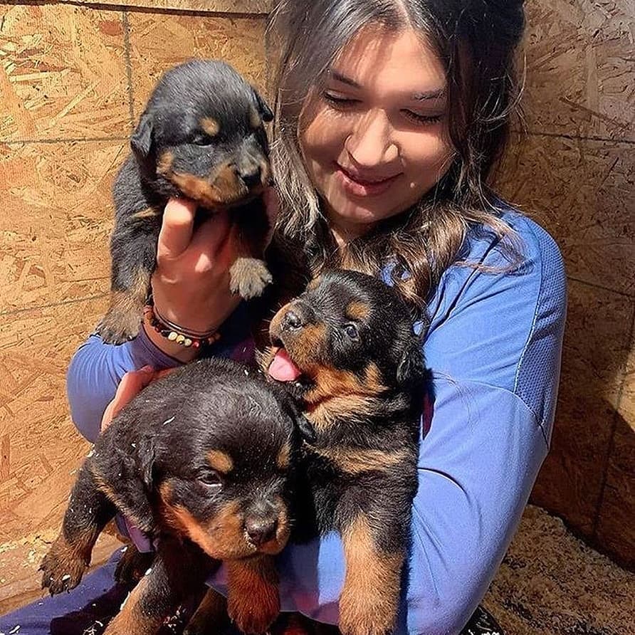 Rottweiler Puppies For Sal