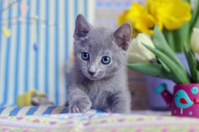 Russian Blue Kittens Catte